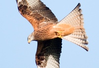 Red Kite CREDIT-Mike Hayward Welsh Kite Trust